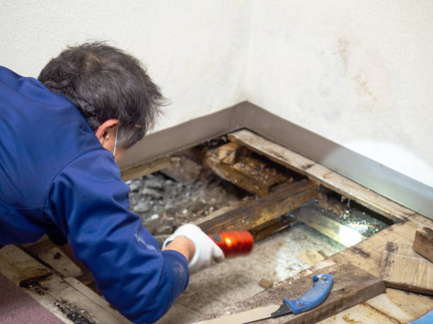 Best Mold Removal Company Near Me  in Wild Peach Village, TX