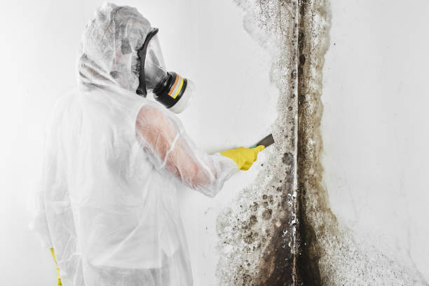 Best Certified Mold Removal  in Wild Peach Village, TX