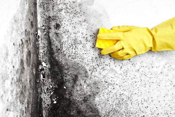 Best Mold Remediation  in Wild Peach Village, TX
