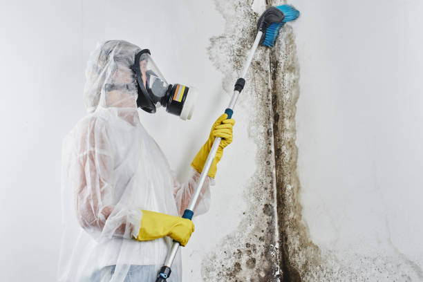 Best Fast Mold Removal  in Wild Peach Village, TX