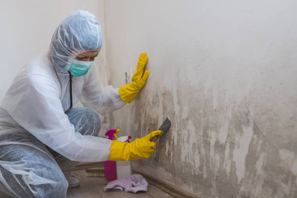 Mold Removal and Inspection in Wild Peach Village, TX