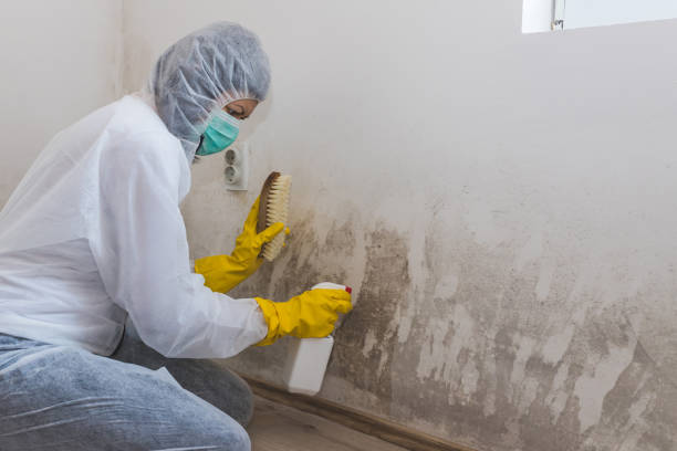 Best Mold Damage Repair  in Wild Peach Village, TX