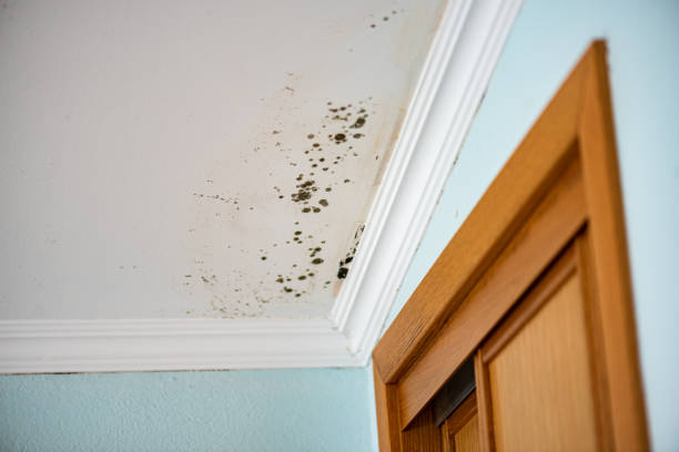 Office Mold Removal Services in Wild Peach Village, TX
