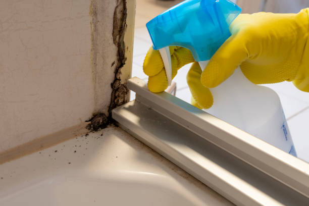 Best Mold Testing  in Wild Peach Village, TX