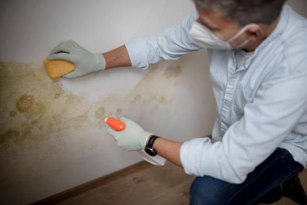 Best Mold Removal Company Near Me  in Wild Peach Village, TX