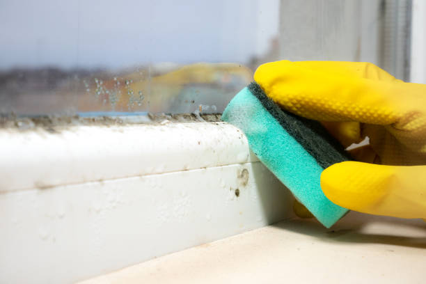Best Best Mold Removal Companies  in Wild Peach Village, TX