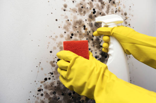 Best Home Mold Removal  in Wild Peach Village, TX