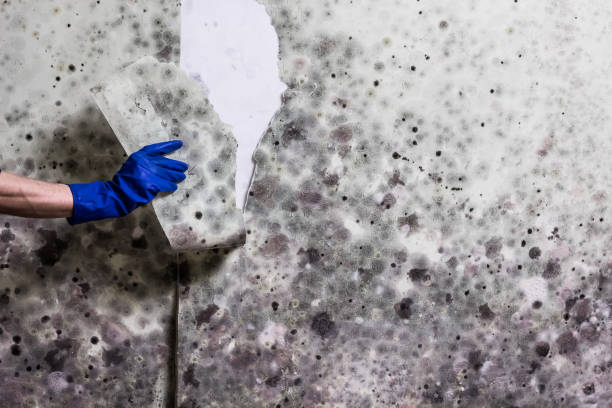 Reliable Wild Peach Village, TX Mold Removal Solutions