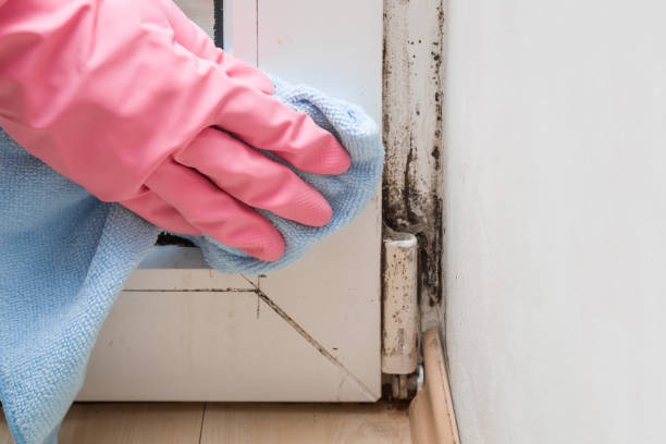 Best Certified Mold Removal  in Wild Peach Village, TX