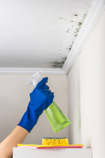Best Water Damage Restoration  in Wild Peach Village, TX